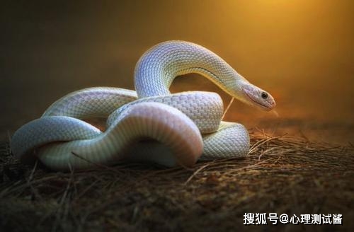 属蛇的人是哪年的 b2333ae0767e40fd980fec7d312df3a5.jpeg