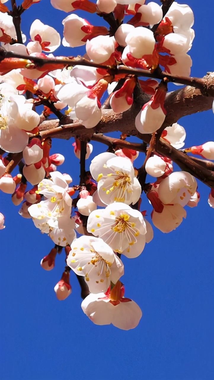 故乡是在崆峒区南部山区山沟里,山上各类树木错落有致,杏花开时,其他