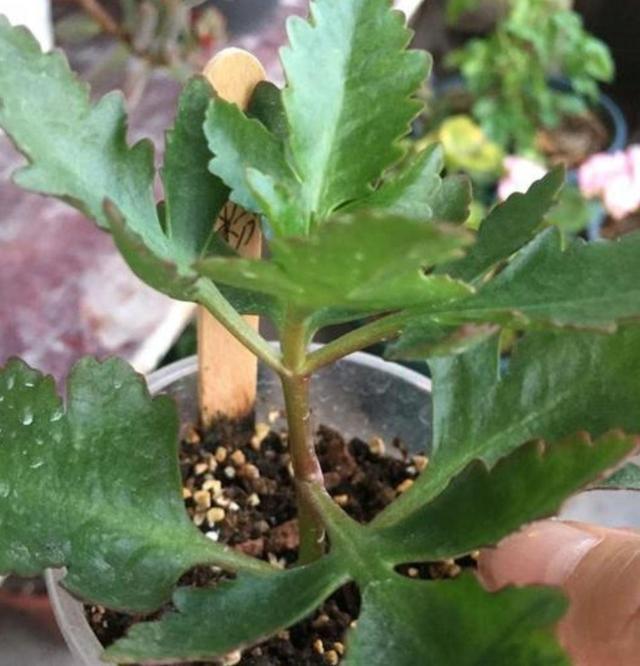 长寿花夏天黑腐严重怎么办?做好这几方面,叶子油亮有精神