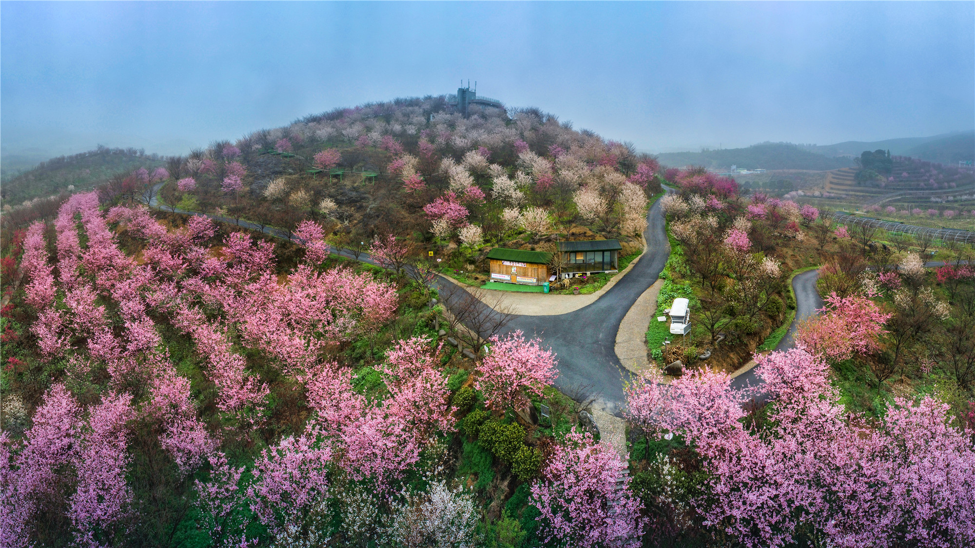 樱花公园杭州图片