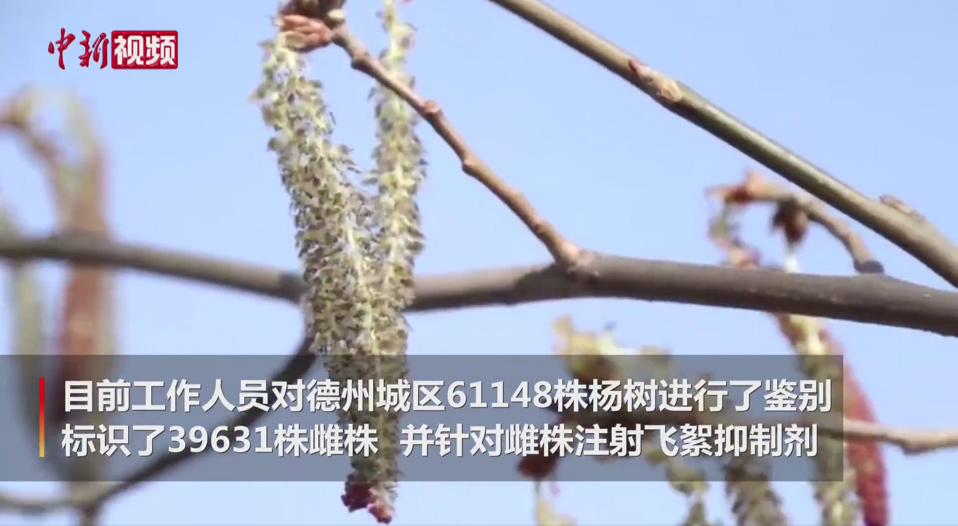 治理杨絮出奇招：山东德州给杨树画性别符号-搜狐大视野-搜狐新闻