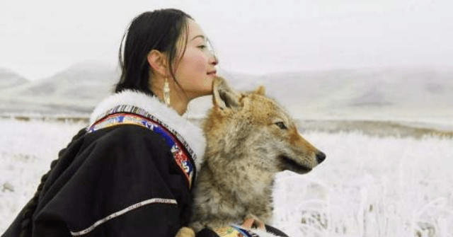 豢养小狼驯成狼王,80后女画家李微漪 史上放生成功第一人