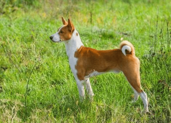 狗为啥咬自己的尾巴 ac911531e961423186216a8f85ec9b63.png