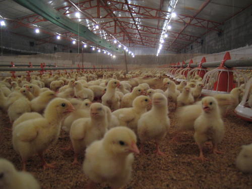 几个月出栏的鸡 b4d7233e01b0410e90f967f1805efa7e.jpeg