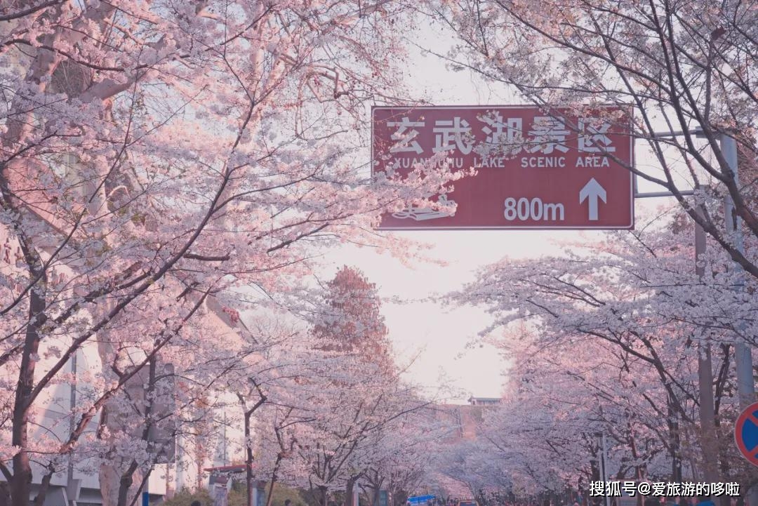 三四月的南京，究竟是什么神仙城市？！