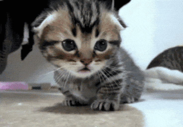 e063267b14c2414bb8dc5017d497165f.gif