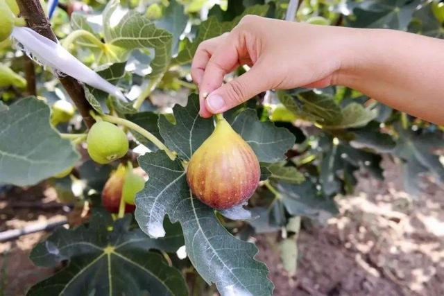 葡萄为什么结白霜 无花果真的没有花吗 这几个有趣现象你知道吗 植物