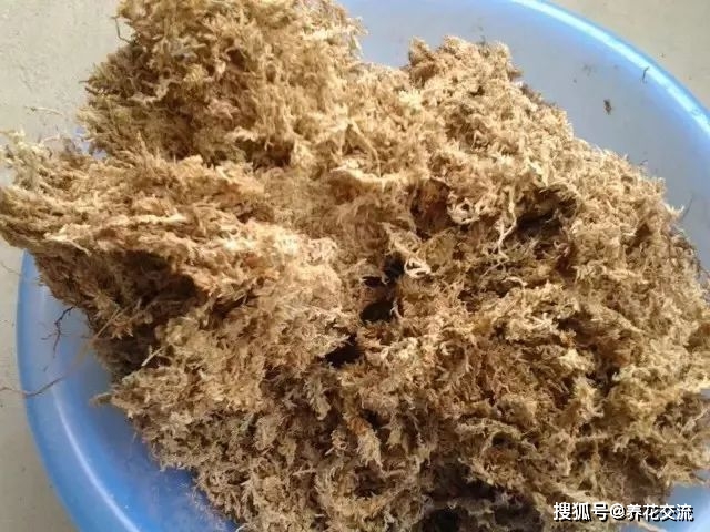 用水苔养花的6大好处 烂根植物轻松救活 枯萎的多肉能重新生根 枝条