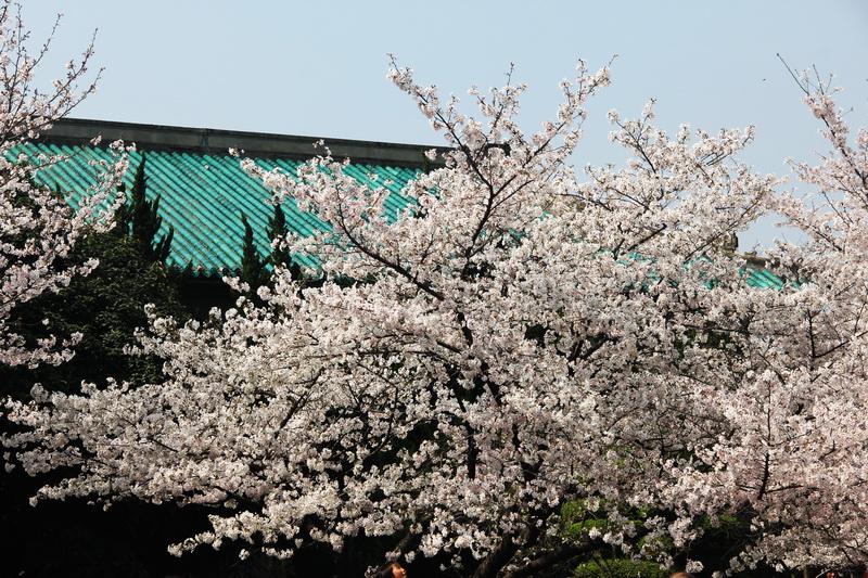 自然之美武汉大学樱花2021年3月14日图片