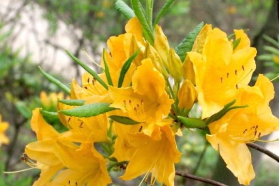 常见的花有毒 13c67d88bd7a4428be320b96db3d6ef4.jpeg