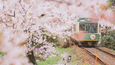 2021新版“樱花专列”，不必远赴日本，6元穿越绝美花海！