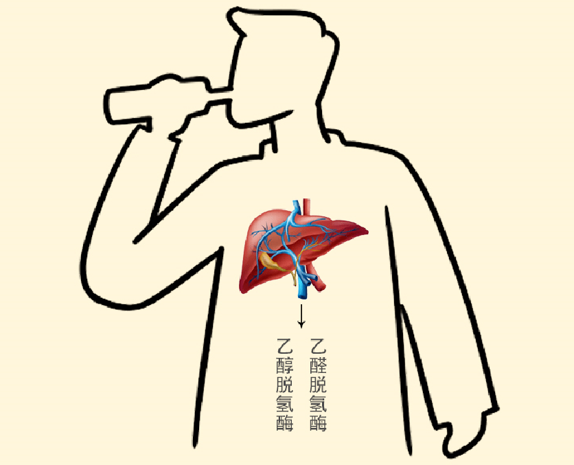 按摩穴位也能解酒