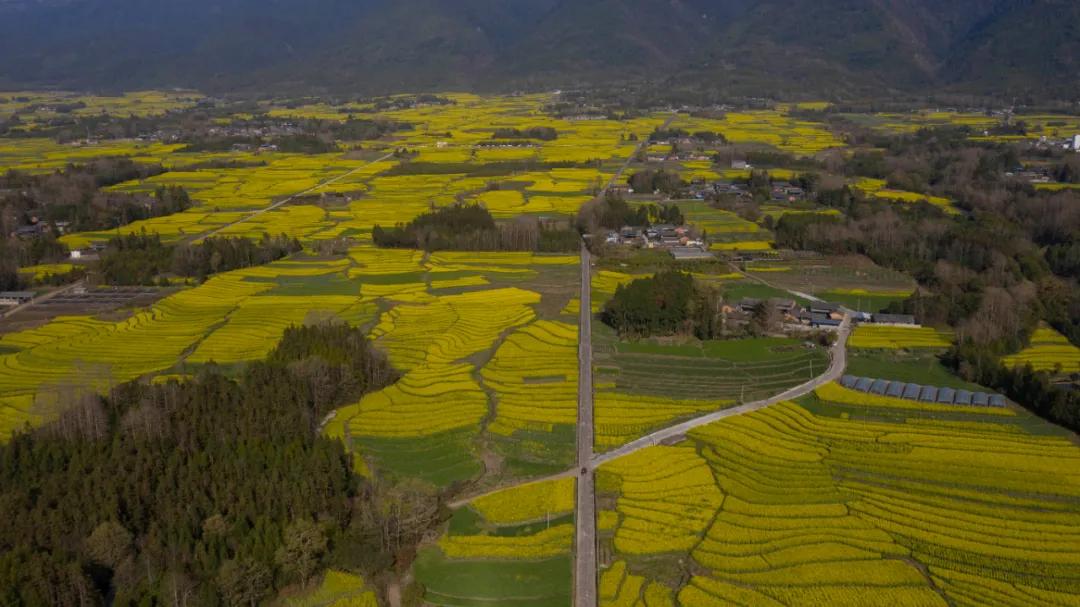 劉冉陽3月13日,騰衝市界頭鎮春意正濃,在高黎貢山環抱下的油菜花海