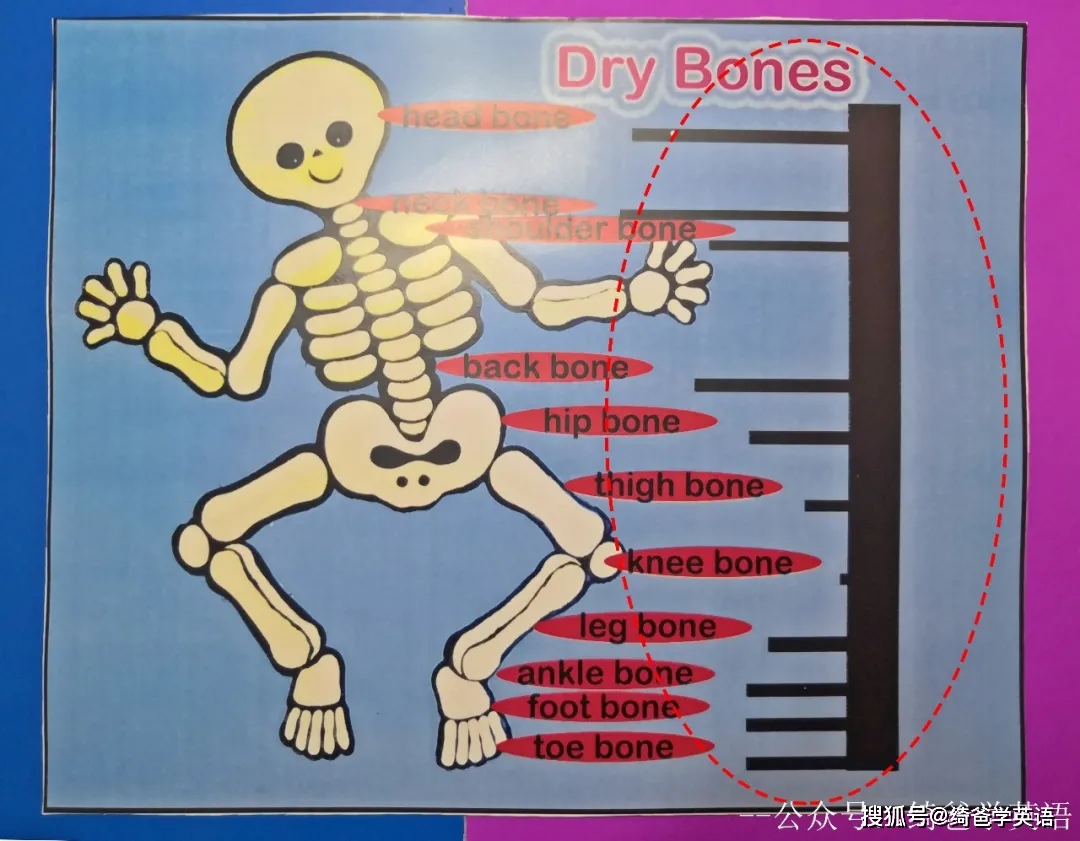 英语启蒙 兴趣是最好的老师 绘本游戏启蒙 Dry Bones Toe