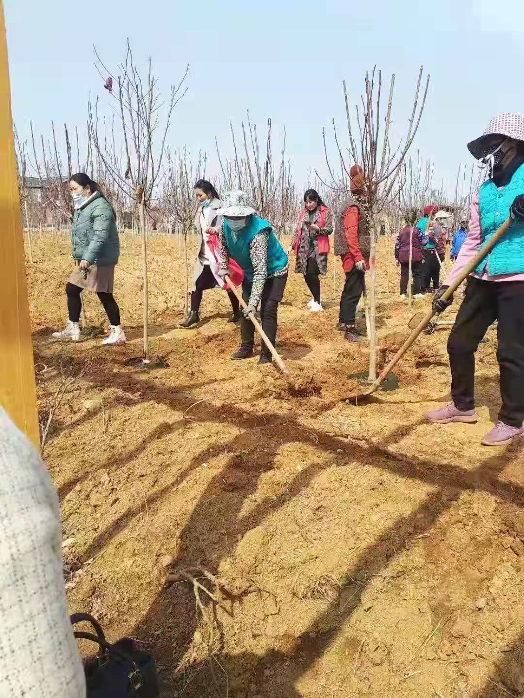 邹城市城前镇尚河小学植树节在行动