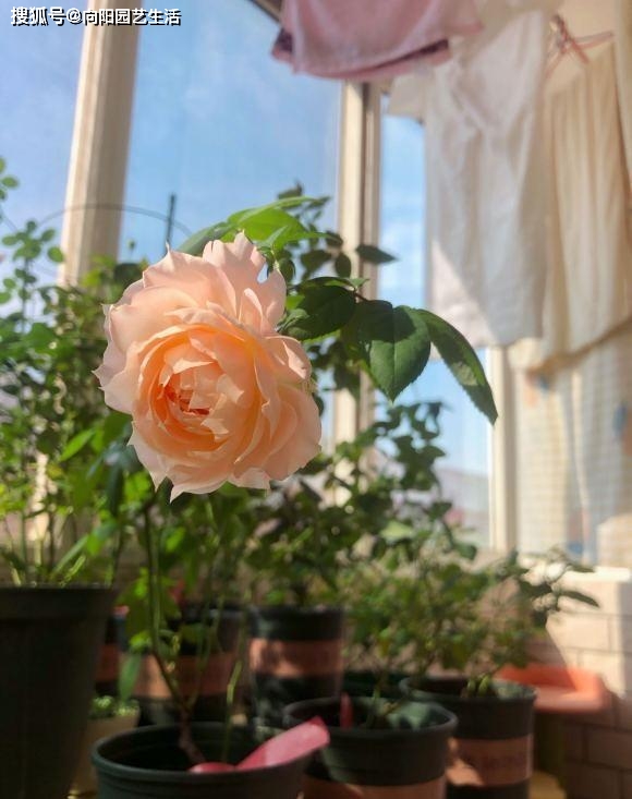 蔷薇和月季哪个好扦插 5659ed7c497a463bbf36ee68bdd8c630.jpeg