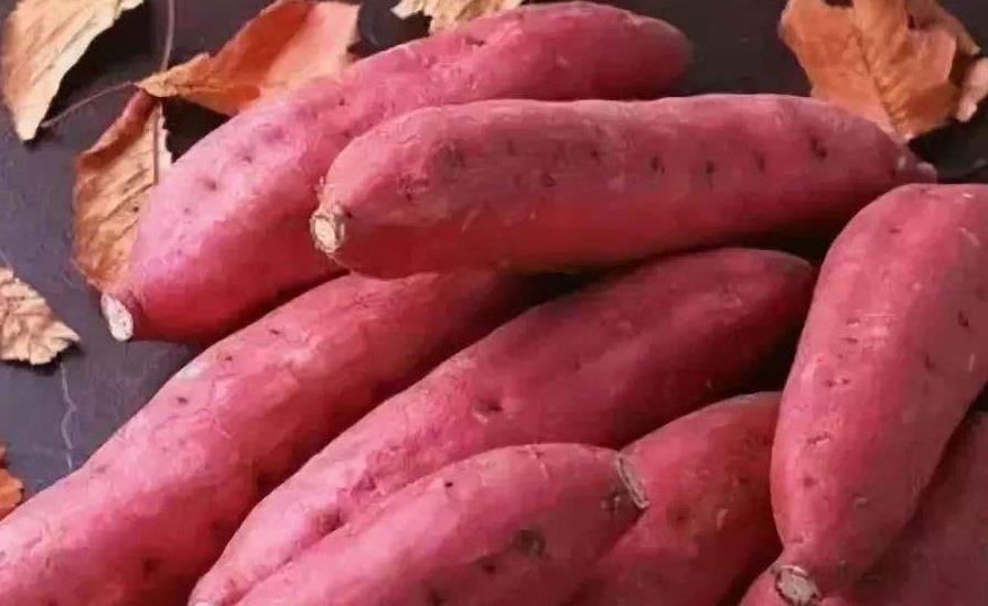 地瓜是不是薯类 6096b5c4bf0841a5a1123beb09b93760.jpeg