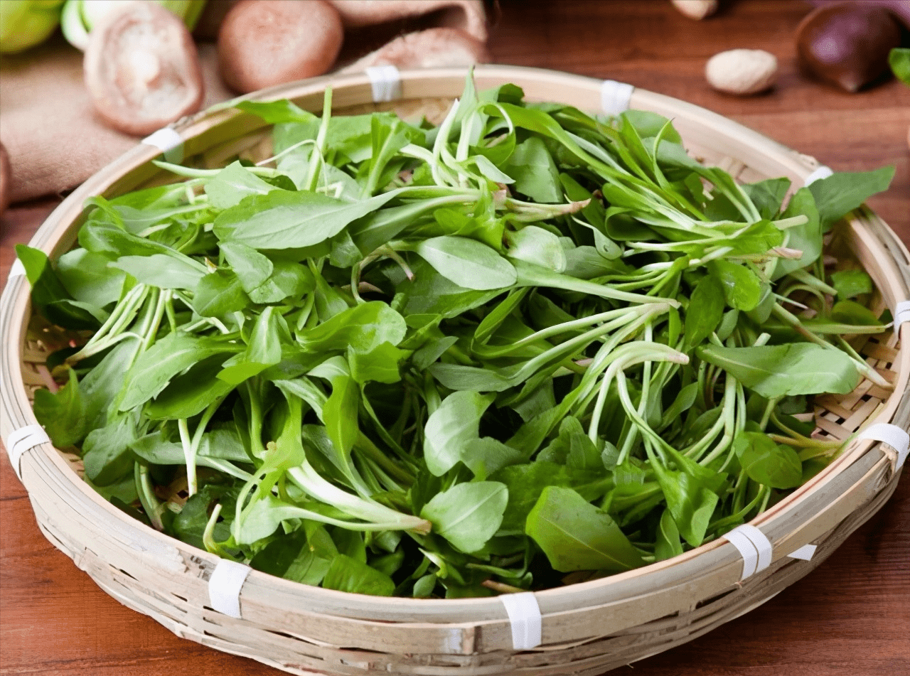 春天是老天爷赏饭吃的最佳时节!田间地头常见老奶奶在挖野菜.