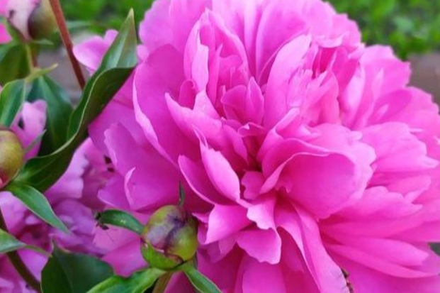红鸾天喜桃花的区别 a8ee8f4cf66e483a95cef4a4b7854474.jpeg