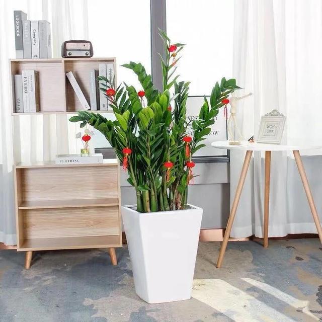 如果将金钱树长期摆放在闷热还潮湿的位置,这就容易导致黑腐病的出现