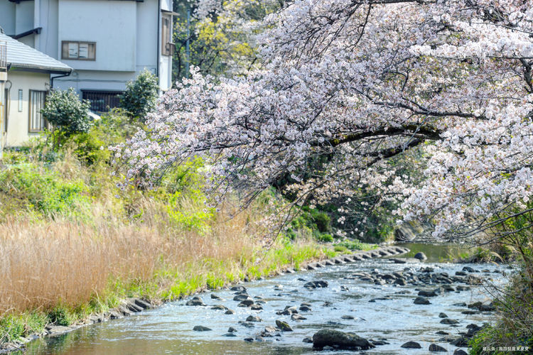 不负春光！樱花与少年，东京周边日系元素满满的超小众赏樱秘境