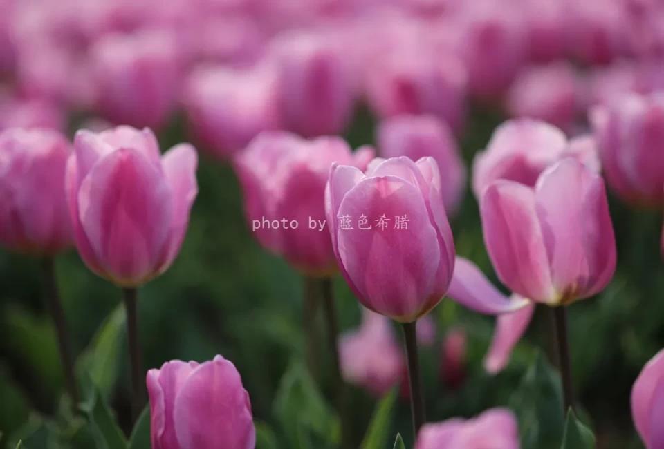 实拍20张郁金香照片，带你走进绍兴杭州湾花田郁金香的世界