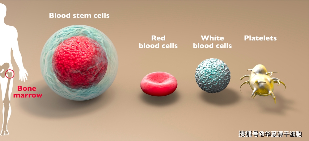 獲取幹細胞的方式有?華夏源存儲科普!_造血