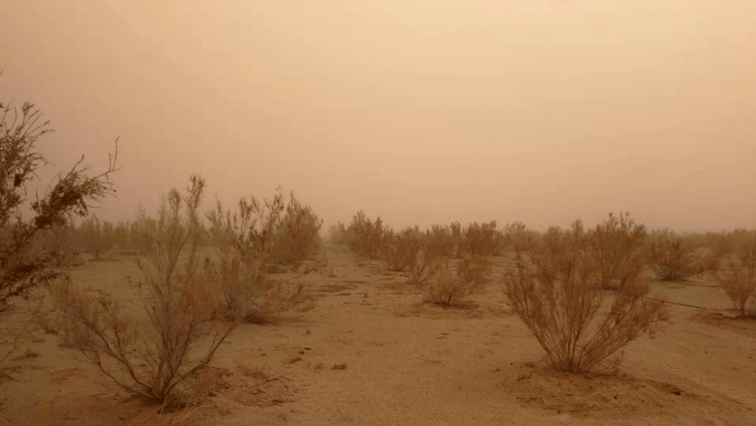 一个阿拉善牧民的沙尘暴记忆:种十年梭梭后,这场沙尘暴已很温柔