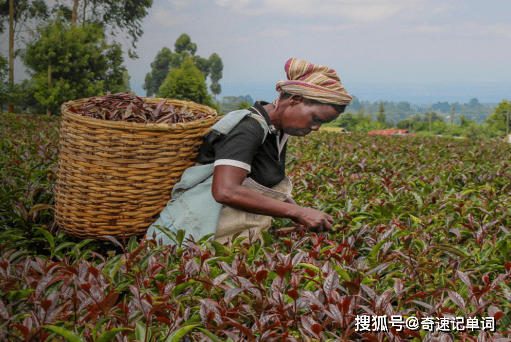 奇速英语时文阅读中考预测 肯尼亚紫茶受大众喜爱孕育出无限商机 Tea