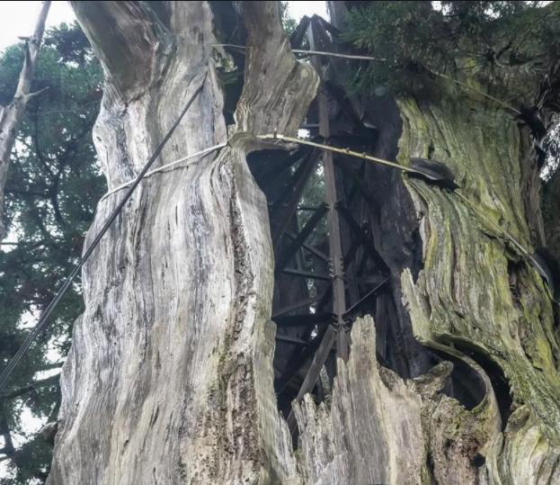 浙江1500年高龄的古树，树干空掉就“输液”维持生命，游客：不道
