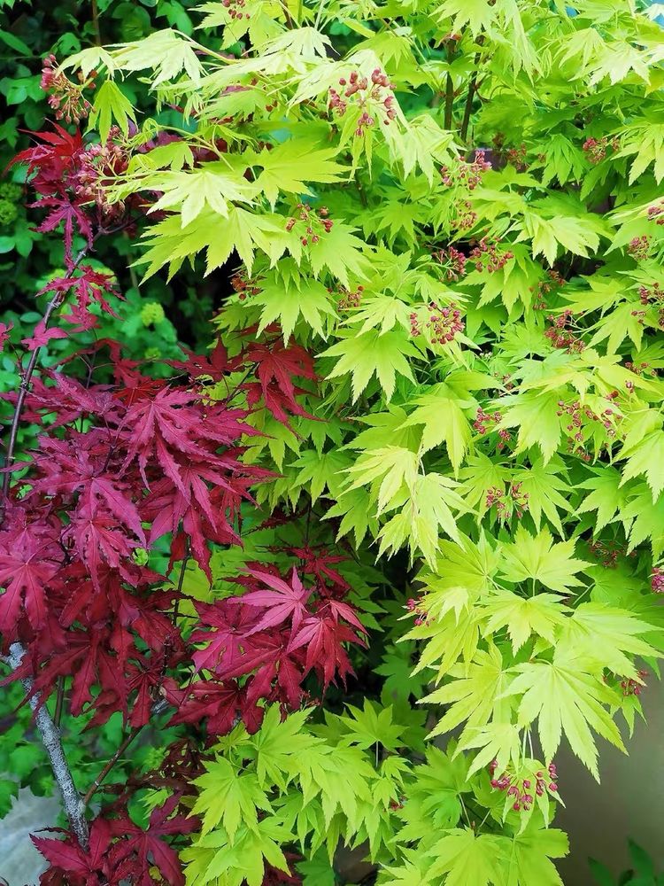 槭树品种之日本红枫约旦_黄绿色
