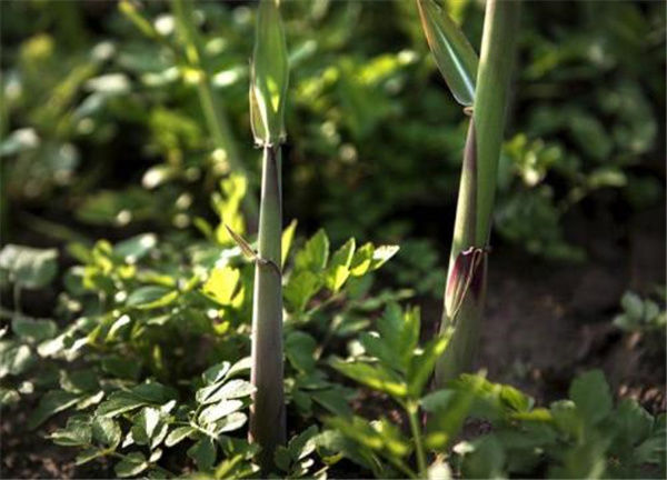 河岸边才长的笋,以前人们用它充饥,如今成上佳野菜,3月正鲜嫩