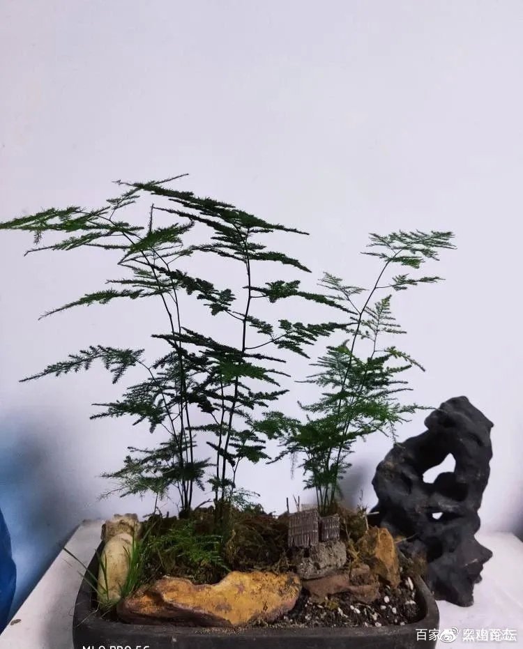 牛年摄影 无需桃红 柳绿 从盆栽们的变化 图片