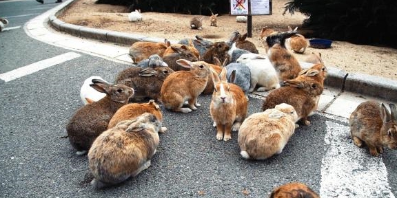 世界上最不适合四川人去的景点：兔子遍地跑，吃货只能干瞪眼