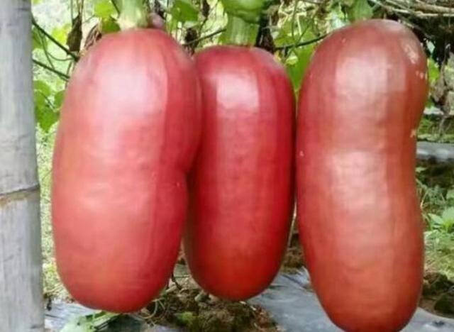 偶遇老农叫卖 火腿肠 ,无人敢买,回去一查资料,才知犯了大错