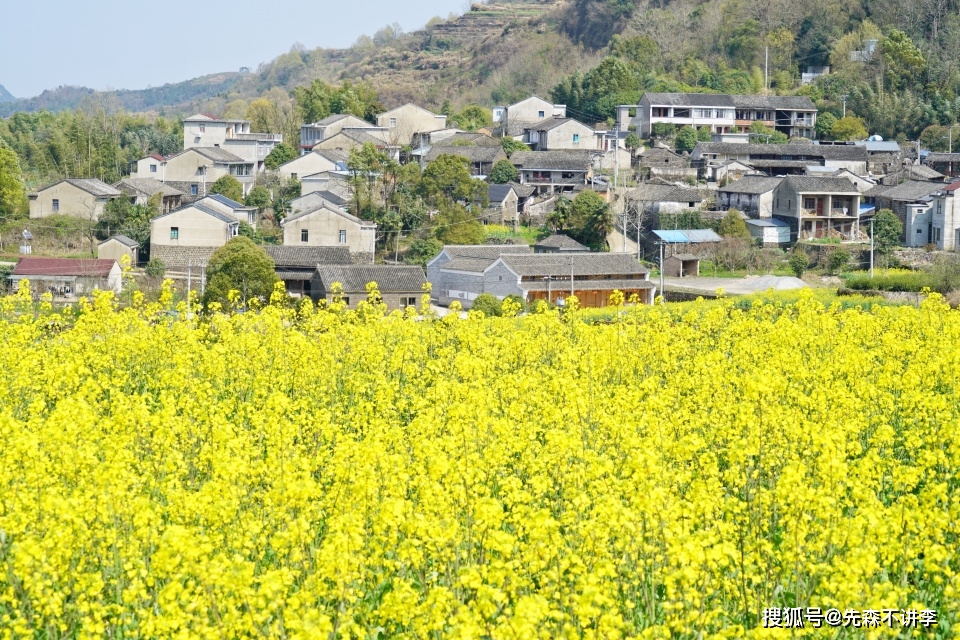 阳春三月，千亩高山梯田油菜花开得正艳，藏在宁波的这个古村落中