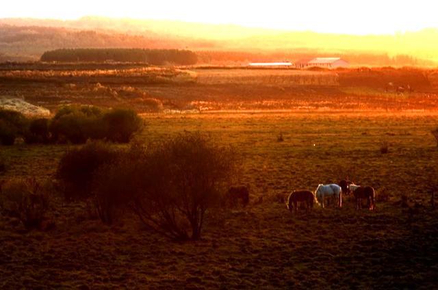 南方人眼中的坝上草原，被夕阳包裹着的牧群，风景怡人温馨