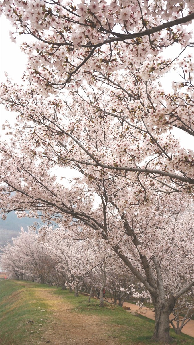 去龙王塘樱花园，见证什么才是真正的樱花海