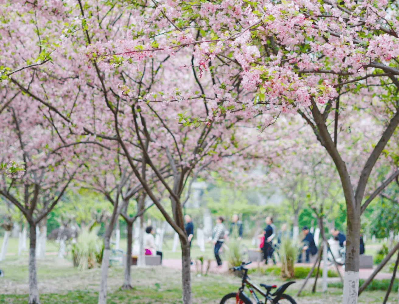 成都免费赏花地：春风满面，海棠依旧，三大花海！