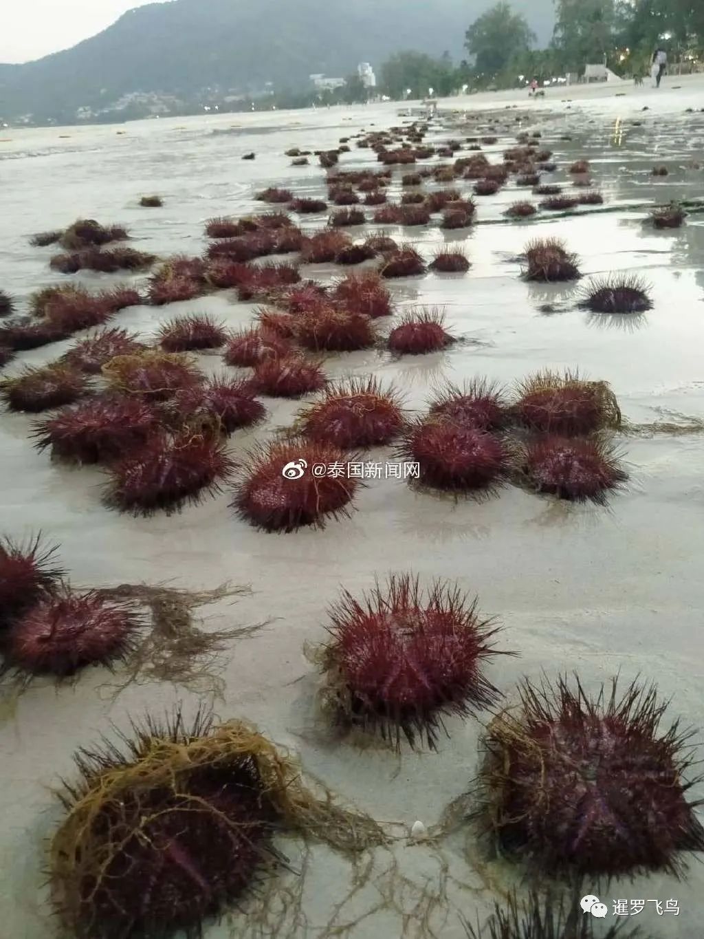 普吉岛提醒游客小心脚下！海滩上堆满红色海胆，当地人欢乐捡食