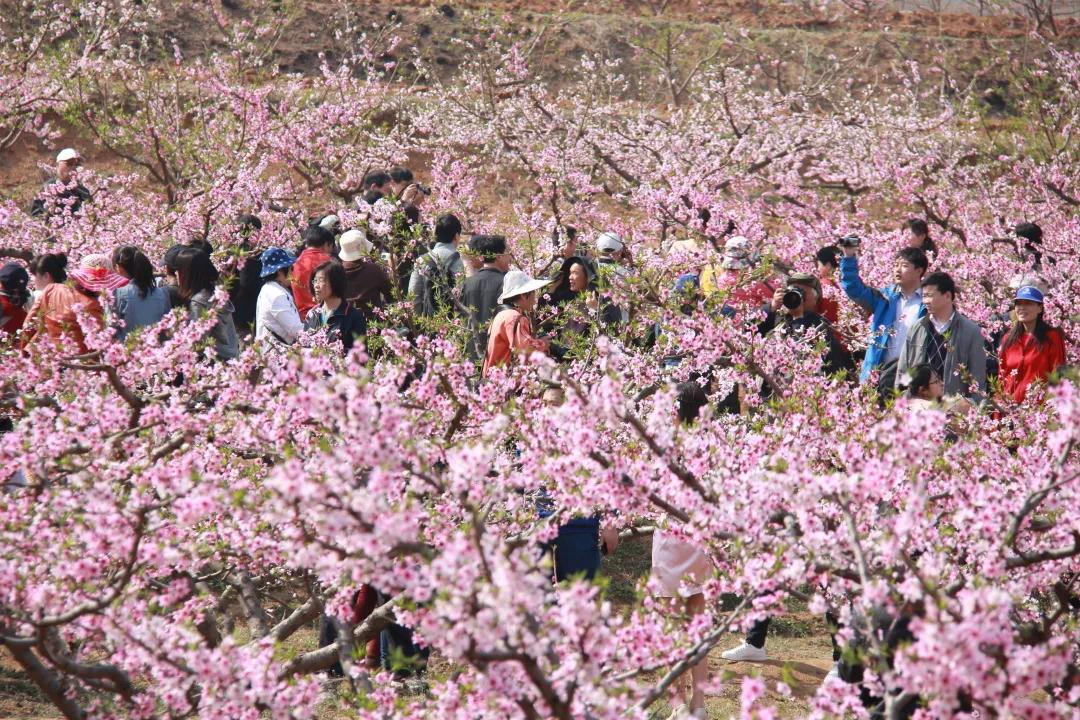3月19日！2021年峄山桃花节盛大开幕