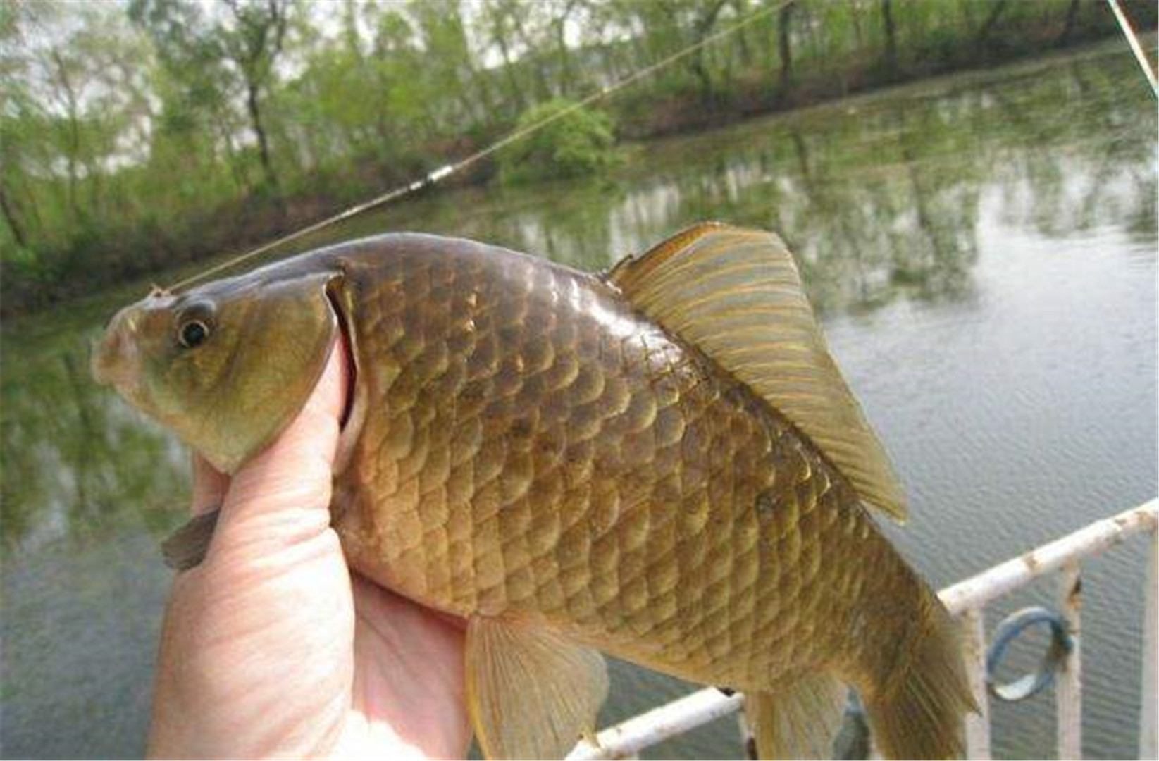 這些都是鯽魚愛吃的食物用來釣鯽魚一釣一個準