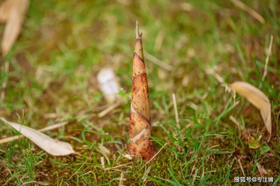 笋是什么类植物 3ac80c364d7c44fd819f28bd73757260.jpeg