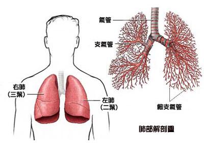 肺部疼痛位置图图片图片