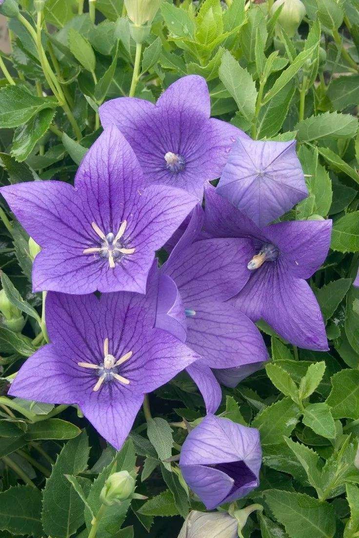 原创地栽桔梗花更好养方法很重要用对方法开花真亮眼