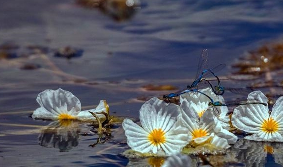 世界之大无奇不有，你见过真正的水性杨花吗？只有云南人才知道！