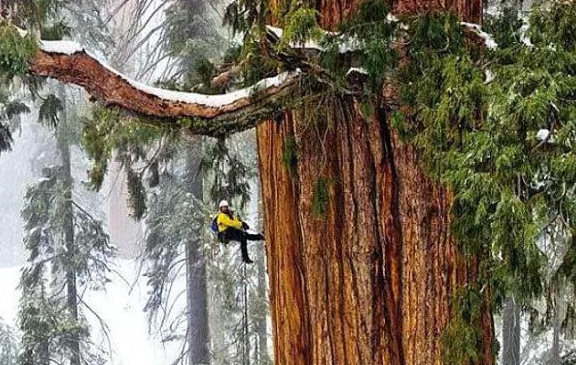 世界现存最大的树，重量为2800多吨，林木学家：在商朝时期就有了