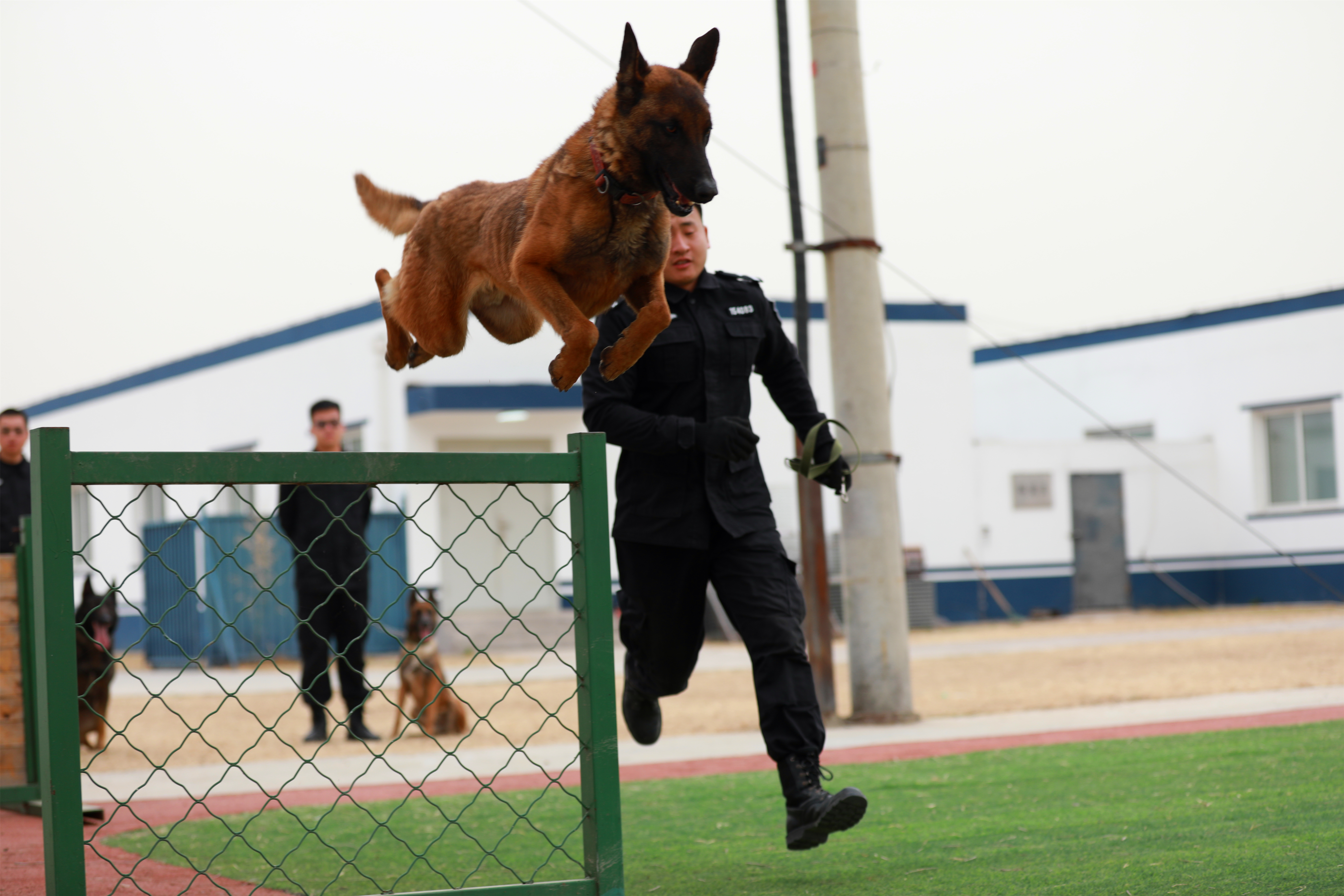 北京警察学院警犬专业图片