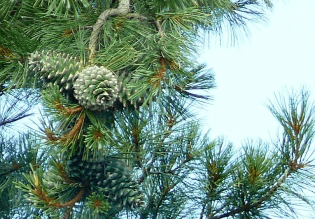 原创"打松塔"有多危险?不输于捕蟹人,看完后再也不觉得松子贵了
