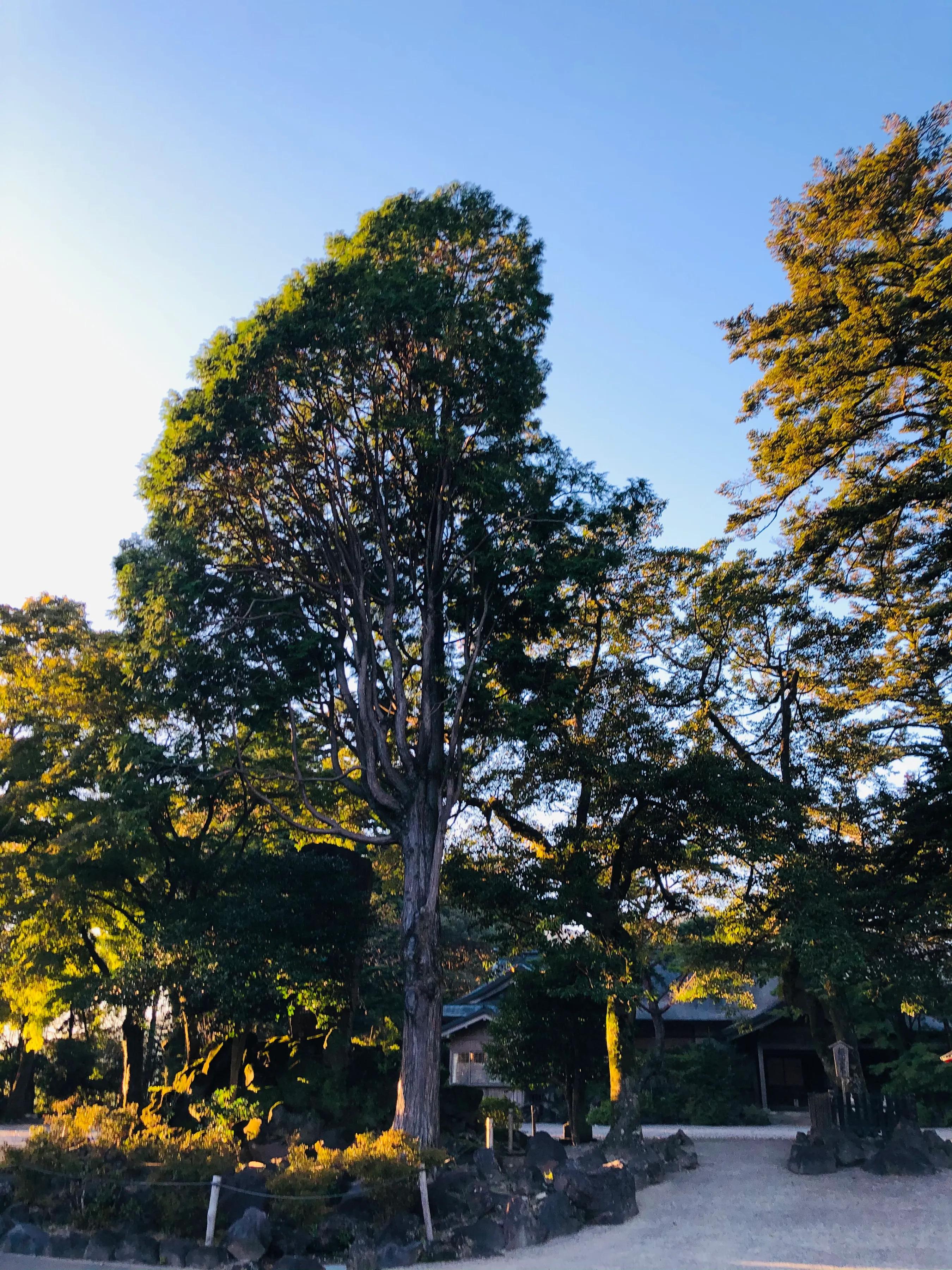 雾岛神宫 传说是日本开始的地方 是尊奉天神最高级别的神秘神宫 树木
